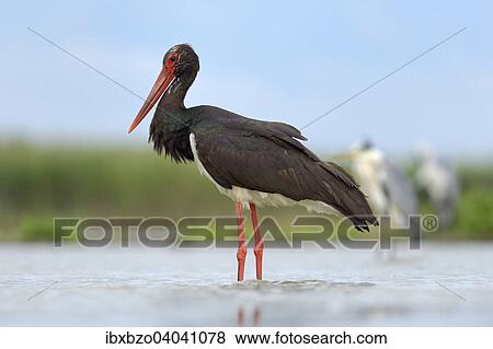 "Black Stork (Ciconia nigra), resting in a fish pond, Kiskunsag National Park, Hungary, Europe" View Large Photo Image Stock Photo - "Black Stork (Ciconia nigra), resting in a fish pond, Kiskunsag National Park, Hungary, Europe". Fotosearch