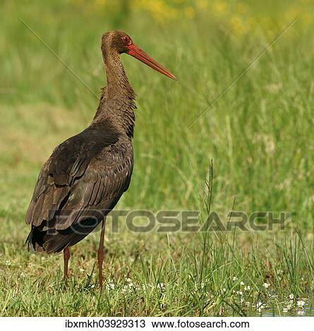 "Black Stork (Ciconia nigra), Mecklenburg-Western Pomerania, Germany, Europe" View Large Photo Image Stock Image - "Black Stork (Ciconia nigra), Mecklenburg-Western Pomerania, Germany, Europe". Fotosearch