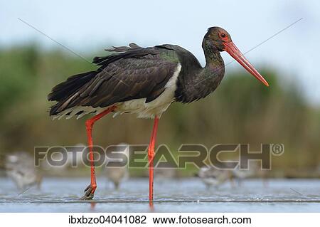 "Black Stork (Ciconia nigra), wading in shallow water in search of food, Kiskunsag National Park, Hungary, Europe" View Large Photo Image Stock Image - "Black Stork (Ciconia nigra), wading in shallow water in search of food, Kiskunsag National Park, Hungary, Europe". Fotosearch