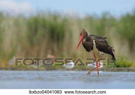 "Black Stork (Ciconia nigra), wading in shallow water in search of food, Kiskunsag National Park, Hungary, Europe" View Large Photo Image Stock Image - "Black Stork (Ciconia nigra), wading in shallow water in search of food, Kiskunsag National Park, Hungary, Europe". Fotosearch
