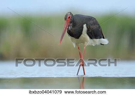 Stock Photo - "Black Stork (Ciconia nigra), wading in shallow water in search of food, Kiskunsag National Park, Hungary, Europe". Fotosearch