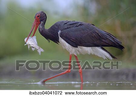 "Black Stork (Ciconia nigra), with a fish in its beak, Kiskunsag National Park, Hungary, Europe" View Large Photo Image Stock Image - "Black Stork (Ciconia nigra), with a fish in its beak, Kiskunsag National Park, Hungary, Europe". Fotosearch