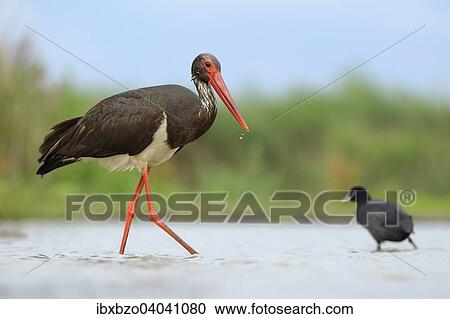 "Black Stork (Ciconia nigra), with a Eurasian Coot (Fulica atra), in a pond, Kiskunsag National Park, Hungary, Europe" View Large Photo Image Stock Image - "Black Stork (Ciconia nigra), with a Eurasian Coot (Fulica atra), in a pond, Kiskunsag National Park, Hungary, Europe". Fotosearch