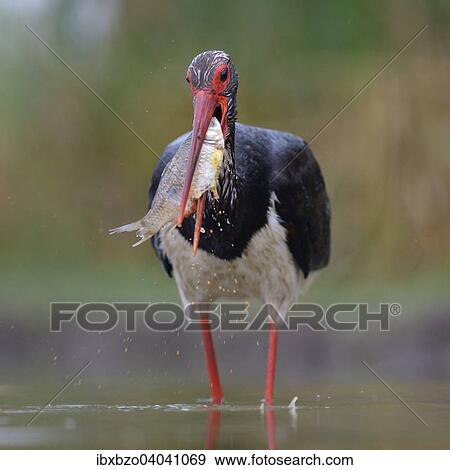 "Black Stork (Ciconia nigra), with a fish in its beak, Kiskunsag National Park, Hungary, Europe" View Large Photo Image Stock Photo - "Black Stork (Ciconia nigra), with a fish in its beak, Kiskunsag National Park, Hungary, Europe". Fotosearch