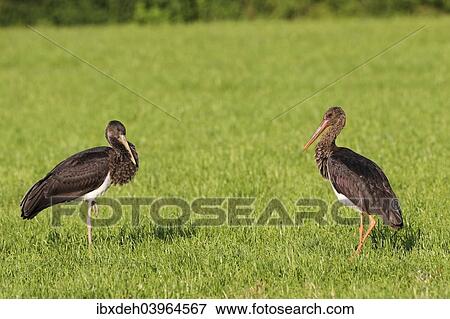 "Black Storks (Ciconia nigra), juvenile bird, left, adult bird, right, Allgau, Bavaria, Germany, Europe" View Large Photo Image Stock Photo - "Black Storks (Ciconia nigra), juvenile bird, left, adult bird, right, Allgau, Bavaria, Germany, Europe". Fotosearch