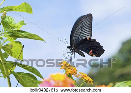 Black Swallowtail butterfly (Papilio polyxenes) sitting on Lantana (Lantana camara) View Large Photo Image Stock Photography - Black Swallowtail butterfly (Papilio polyxenes) sitting on Lantana (Lantana camara). Fotosearch