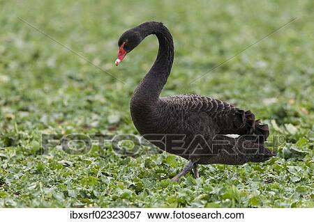 "Black swan (Cygnus atratus) standing in a canola field, Fuldabrueck, Hesse, Germany, Europe" View Large Photo Image Stock Photo - "Black swan (Cygnus atratus) standing in a canola field, Fuldabrueck, Hesse, Germany, Europe". Fotosearch