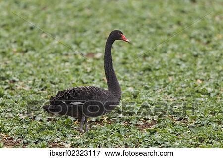 "Black swan (Cygnus atratus) standing in a canola field, Fuldabrueck, Hesse, Germany, Europe" View Large Photo Image Stock Photo - "Black swan (Cygnus atratus) standing in a canola field, Fuldabrueck, Hesse, Germany, Europe". Fotosearch