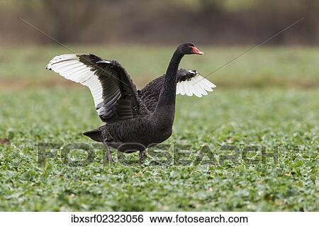 Stock Photograph - "Black swan (Cygnus atratus) standing in a canola field, Fuldabrueck, Hesse, Germany, Europe". Fotosearch