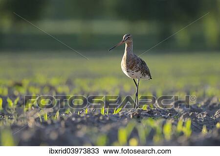 "Black-tailed Godwit (Limosa limosa) in a field, North Rhine-Westphalia, Germany, Europe" View Large Photo Image Stock Image - "Black-tailed Godwit (Limosa limosa) in a field, North Rhine-Westphalia, Germany, Europe". Fotosearch