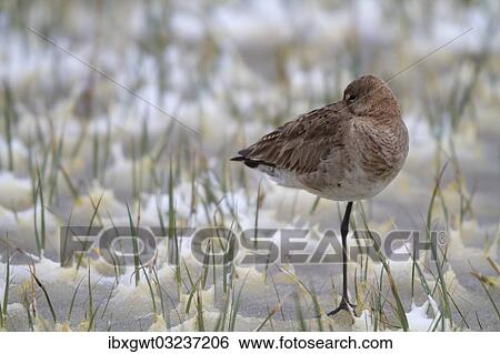Stock Photograph - "Black-tailed Godwit (Limosa limosa) in the snow, Burgenland, Austria, Europe". Fotosearch