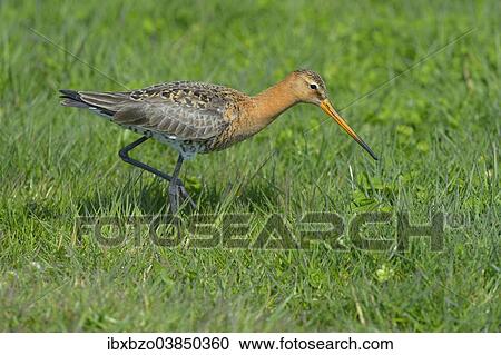 "Black-tailed Godwit (Limosa limosa), male in breeding plumage foraging for food, Waal en Burg nature reserve, Texel, West Frisian Islands, province of North Holland, Netherlands" View Large Photo Image Stock Image - "Black-tailed Godwit (Limosa limosa), male in breeding plumage foraging for food, Waal en Burg nature reserve, Texel, West Frisian Islands, province of North Holland, Netherlands". Fotosearch