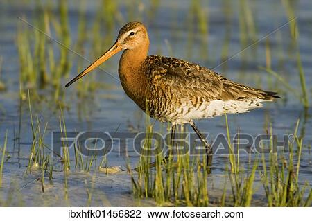 "Black-tailed Godwit (Limosa limosa), Warmsee Lake, Apetlon, Burgenland, Austria, Europe" View Large Photo Image Stock Image - "Black-tailed Godwit (Limosa limosa), Warmsee Lake, Apetlon, Burgenland, Austria, Europe". Fotosearch