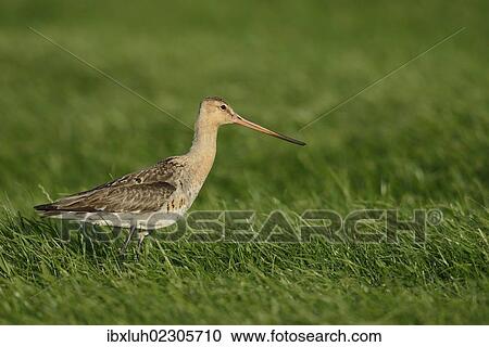 "Black-tailed Godwit (Limosa limosa), Texel, The Netherlands, Europe" View Large Photo Image Stock Image - "Black-tailed Godwit (Limosa limosa), Texel, The Netherlands, Europe". Fotosearch