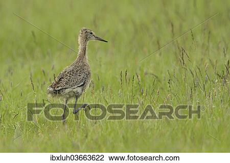 Stock Image - "Black-tailed Godwit (Limosa limosa), nestling on the meadow, Buren, Ameland, The Netherlands, Europe". Fotosearch