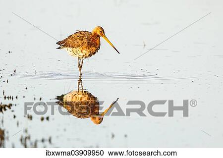 "Black-tailed Godwit (Limosa limosa) foraging for food, Texel, North Holland, The Netherlands, Europe" View Large Photo Image Stock Image - "Black-tailed Godwit (Limosa limosa) foraging for food, Texel, North Holland, The Netherlands, Europe". Fotosearch