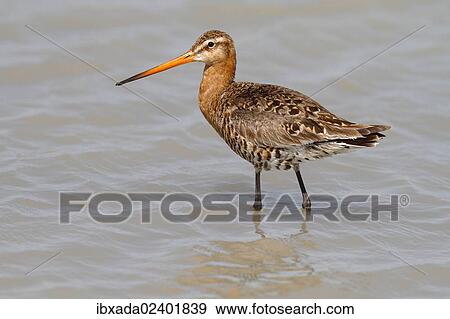 "Black-tailed Godwit (Limosa limosa), mature bird in breeding plumage standing in shallow water, Lake Neusiedl, Burgenland, Austria, Europe" View Large Photo Image Stock Photo - "Black-tailed Godwit (Limosa limosa), mature bird in breeding plumage standing in shallow water, Lake Neusiedl, Burgenland, Austria, Europe". Fotosearch