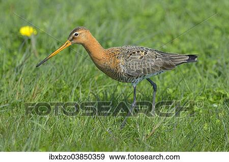 "Black-tailed Godwit (Limosa limosa), male in breeding plumage foraging for food, Waal en Burg nature reserve, Texel, West Frisian Islands, province of North Holland, Netherlands" View Large Photo Image Stock Photo - "Black-tailed Godwit (Limosa limosa), male in breeding plumage foraging for food, Waal en Burg nature reserve, Texel, West Frisian Islands, province of North Holland, Netherlands". Fotosearch