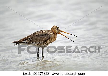 Stock Photo - "Black-tailed Godwit (Limosa limosa), Burgenland, Austria, Europe". Fotosearch
