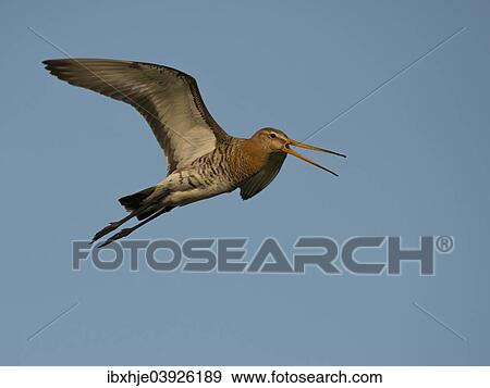 Stock Photo - "Black-tailed Godwit (Limosa limosa), Texel, West Frisian Islands, province of North Holland, Holland, The Netherlands, Europe". Fotosearch