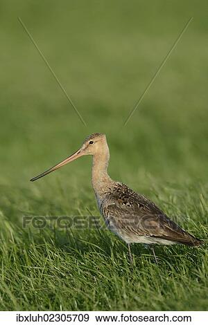 "Black-tailed Godwit (Limosa limosa), Texel, The Netherlands, Europe" View Large Photo Image Stock Photo - "Black-tailed Godwit (Limosa limosa), Texel, The Netherlands, Europe". Fotosearch
