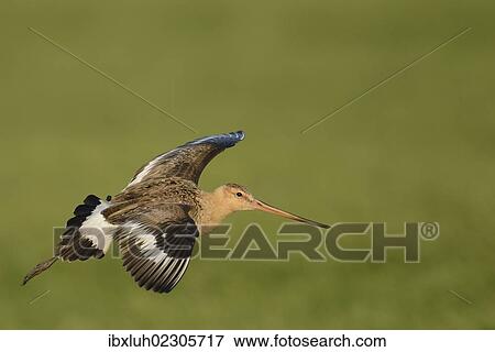 "Black-tailed Godwit (Limosa limosa), in flight, Texel, The Netherlands, Europe" View Large Photo Image Stock Photo - "Black-tailed Godwit (Limosa limosa), in flight, Texel, The Netherlands, Europe". Fotosearch