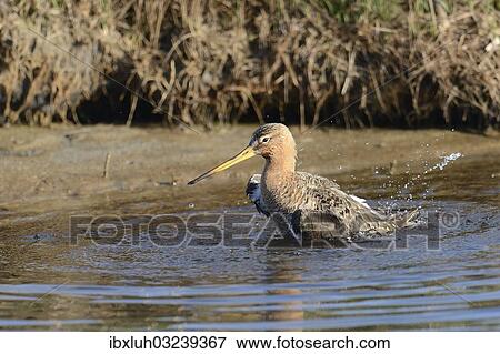 "Black-tailed Godwit (Limosa limosa) taking a bath, Texel, West Frisian Islands, province of North Holland, The Netherlands, Europe" View Large Photo Image Stock Photo - "Black-tailed Godwit (Limosa limosa) taking a bath, Texel, West Frisian Islands, province of North Holland, The Netherlands, Europe". Fotosearch
