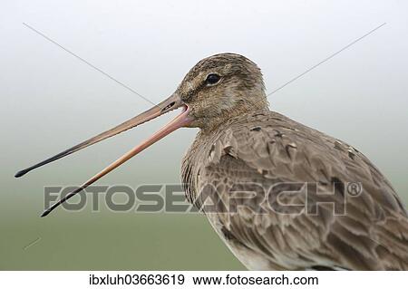 "Black-tailed Godwit (Limosa limosa), Buren, Ameland, The Netherlands, Europe" View Large Photo Image Stock Photo - "Black-tailed Godwit (Limosa limosa), Buren, Ameland, The Netherlands, Europe". Fotosearch