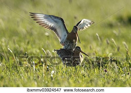 "Black-tailed Godwit (Limosa limosa), copula, male mounting, Strohauser Plate, Lower Saxony, Germany, Europe" View Large Photo Image Stock Photo - "Black-tailed Godwit (Limosa limosa), copula, male mounting, Strohauser Plate, Lower Saxony, Germany, Europe". Fotosearch