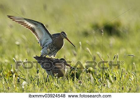 "Black-tailed Godwit (Limosa limosa), copula, male mounting, Strohauser Plate, Lower Saxony, Germany, Europe" View Large Photo Image Stock Photo - "Black-tailed Godwit (Limosa limosa), copula, male mounting, Strohauser Plate, Lower Saxony, Germany, Europe". Fotosearch
