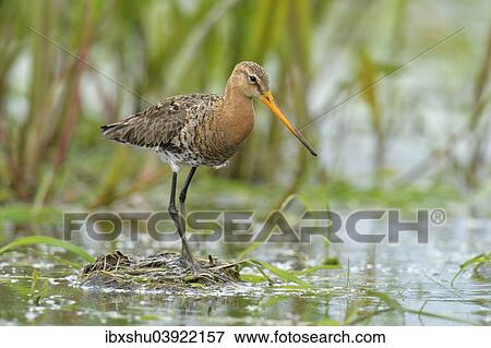 "Black-tailed Godwit (Limosa limosa), Biebrza National Park, Poland, Europe" View Large Photo Image Stock Photo - "Black-tailed Godwit (Limosa limosa), Biebrza National Park, Poland, Europe". Fotosearch