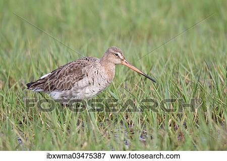 "Black-tailed Godwit (Limosa limosa), Texel, West Frisian Islands, province of North Holland, The Netherlands, Europe" View Large Photo Image Stock Photo - "Black-tailed Godwit (Limosa limosa), Texel, West Frisian Islands, province of North Holland, The Netherlands, Europe". Fotosearch