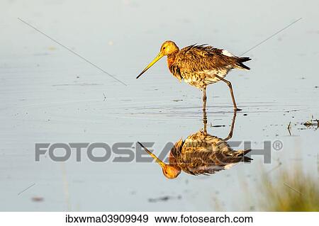 "Black-tailed Godwit (Limosa limosa) foraging for food, Texel, North Holland, The Netherlands, Europe" View Large Photo Image Stock Photo - "Black-tailed Godwit (Limosa limosa) foraging for food, Texel, North Holland, The Netherlands, Europe". Fotosearch