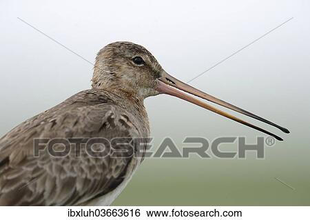 "Black-tailed Godwit (Limosa limosa), Buren, Ameland, The Netherlands, Europe" View Large Photo Image Stock Photograph - "Black-tailed Godwit (Limosa limosa), Buren, Ameland, The Netherlands, Europe". Fotosearch