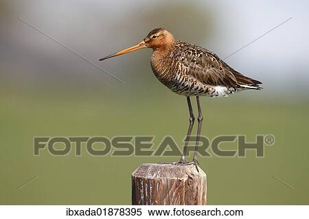 Stock Photography - "Black-tailed Godwit (Limosa limosa), male standing on a fence post, Lauwersmeer National Park, Netherlands, Europe". Fotosearch