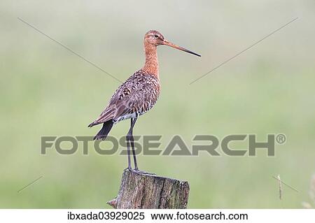 "Black-tailed Godwit (Limosa limosa) standing on a pole, Dummer Nature Park, Lower Saxony, Germany, Europe" View Large Photo Image Stock Photography - "Black-tailed Godwit (Limosa limosa) standing on a pole, Dummer Nature Park, Lower Saxony, Germany, Europe". Fotosearch