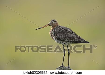 "Black-tailed Godwit (Limosa limosa) perched on a post, Texel, The Netherlands, Europe" View Large Photo Image Stock Photography - "Black-tailed Godwit (Limosa limosa) perched on a post, Texel, The Netherlands, Europe". Fotosearch