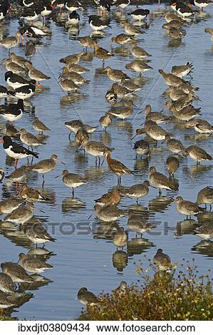 Picture - "Black-tailed Godwits (Limosa limosa) at high tide roost in autumn, Snettisham, the Wash, Norfolk, England, United Kingdom, Europe". Fotosearch