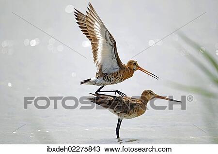 Stock Image - "Black-tailed Godwits (Limosa limosa), mating in the water, Burgenland, Austria, Europe". Fotosearch