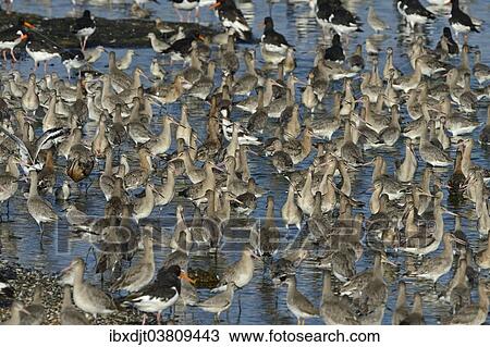 "Black-tailed Godwits (Limosa limosa) at high tide roost in autumn, Snettisham, the Wash, Norfolk, England, United Kingdom, Europe" View Large Photo Image Stock Image - "Black-tailed Godwits (Limosa limosa) at high tide roost in autumn, Snettisham, the Wash, Norfolk, England, United Kingdom, Europe". Fotosearch