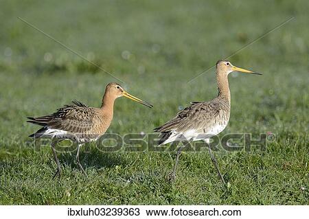 "Black-tailed Godwits (Limosa limosa), displaying, Texel, West Frisian Islands, province of North Holland, The Netherlands, Europe" View Large Photo Image Stock Image - "Black-tailed Godwits (Limosa limosa), displaying, Texel, West Frisian Islands, province of North Holland, The Netherlands, Europe". Fotosearch