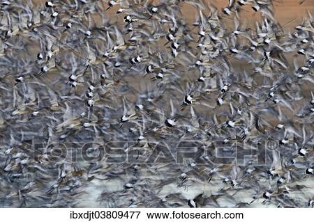 "Black-tailed Godwits (Limosa limosa) leaving high tide roost in autumn, Snettisham, the Wash, Norfolk, England, United Kingdom, Europe" View Large Photo Image Stock Photo - "Black-tailed Godwits (Limosa limosa) leaving high tide roost in autumn, Snettisham, the Wash, Norfolk, England, United Kingdom, Europe". Fotosearch