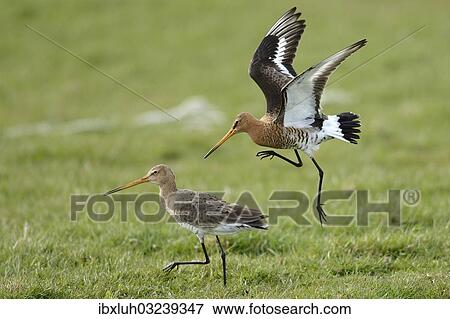 "Black-tailed Godwits (Limosa limosa), displaying, Texel, West Frisian Islands, province of North Holland, The Netherlands, Europe" View Large Photo Image Stock Photo - "Black-tailed Godwits (Limosa limosa), displaying, Texel, West Frisian Islands, province of North Holland, The Netherlands, Europe". Fotosearch