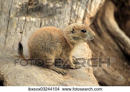 Picture - "Black-tailed Prairie Dog (Cynomys ludovicianus), pup, native to North America, captive, Heidelberg, Baden-Wurttemberg, Germany, Europe". Fotosearch