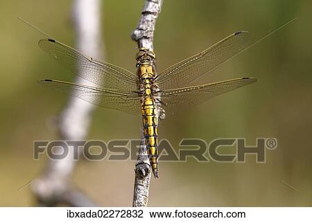 "Black-tailed skimmer (Orthetrum cancellatum), female, Huehnermoor marsh near Marienfeld, Guetersloh, North Rhine-Westphalia, Germany, Europe" View Large Photo Image Stock Image - "Black-tailed skimmer (Orthetrum cancellatum), female, Huehnermoor marsh near Marienfeld, Guetersloh, North Rhine-Westphalia, Germany, Europe". Fotosearch