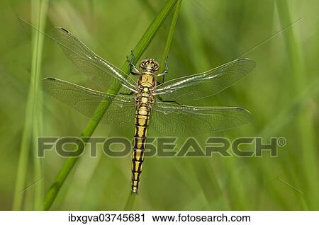 "Black-tailed Skimmer (Orthetrum cancellatum), juvenile, female, Canton of Geneva, Switzerland, Europe" View Large Photo Image Stock Image - "Black-tailed Skimmer (Orthetrum cancellatum), juvenile, female, Canton of Geneva, Switzerland, Europe". Fotosearch