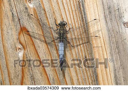 Stock Photo - "Black-tailed Skimmer (Orthetrum cancellatum), male resting on a board, Zicklacke soda lake, Illmitz, Burgenland, Austria, Europe". Fotosearch