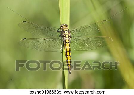 "Black-tailed Skimmer (Orthetrum cancellatum), juvenile dragonfly on a blade of grass, Barum, Lower Saxony, Germany, Europe" View Large Photo Image Stock Photography - "Black-tailed Skimmer (Orthetrum cancellatum), juvenile dragonfly on a blade of grass, Barum, Lower Saxony, Germany, Europe". Fotosearch