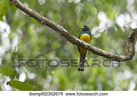 "Black-throated Trogon (Trogon rufus), male, Sirena, Corcovado National Park, Puntarenas Province, Costa Rica, Central America, North America" View Large Photo Image Stock Photo - "Black-throated Trogon (Trogon rufus), male, Sirena, Corcovado National Park, Puntarenas Province, Costa Rica, Central America, North America". Fotosearch