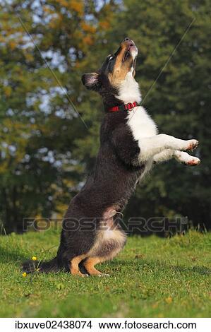 Black Tri Australian Shepherd puppy standing on its hindlegs View Large Photo Image Picture - Black Tri Australian Shepherd puppy standing on its hindlegs. Fotosearch